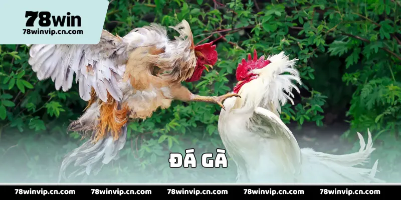 Đá Gà